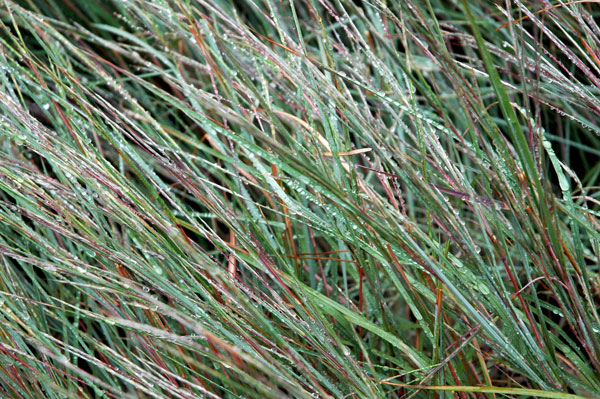 High_Line_grasses.jpg