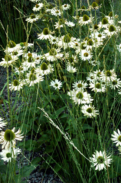 High_Line_white_flowers_2.jpg