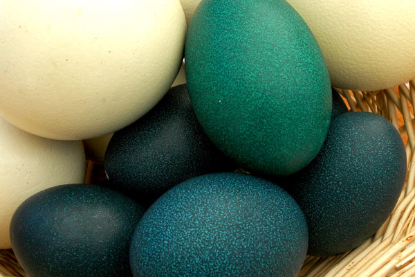 emu_and_ostrich_eggs_greenmarket.jpg