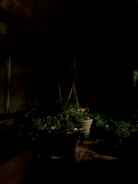 night_garden.jpg