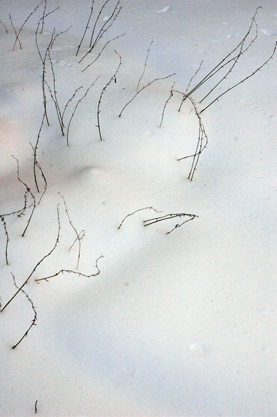 plant_lines_in_the_snow.jpg