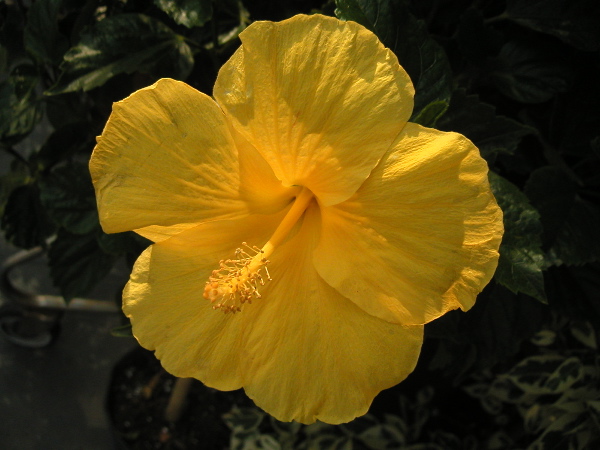 hibiscus.JPG