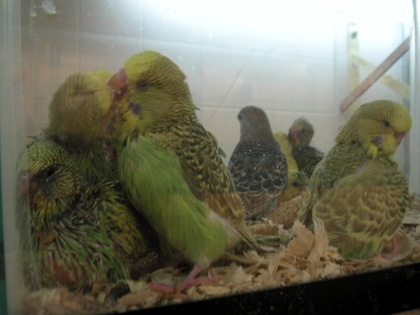 parakeetchicks.jpg