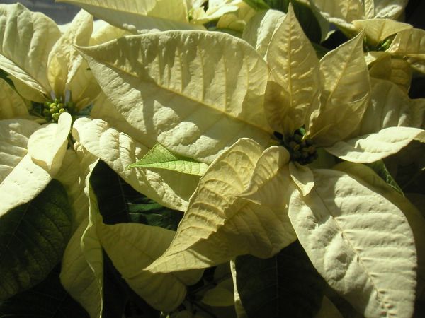 poinsettia.jpg