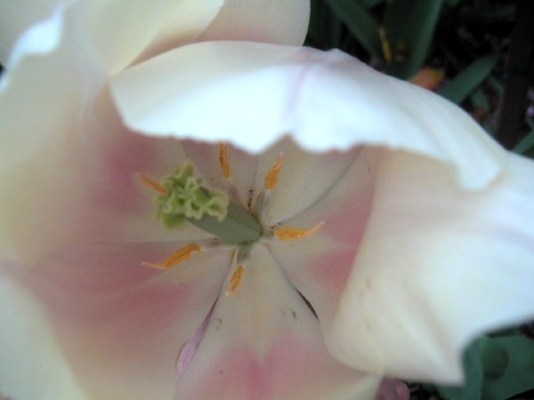 tulipwhite.jpg