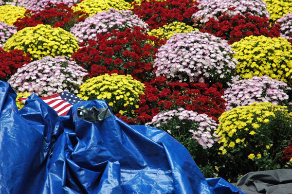 Day_8_flowers_flag_tarps.jpg