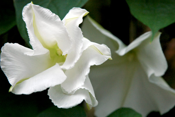 Jefferson_Market_Garden_vine.jpg