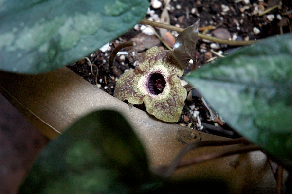 Wild_Chinese_Ginger_flower.jpg