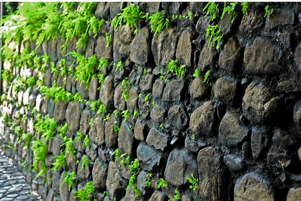 ferns_in_wall.jpg