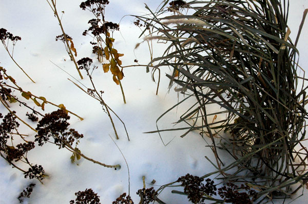 lines_plants_and_grasses_in_the_snow.jpg