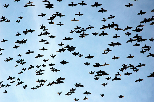 pigeon_squadron.jpg