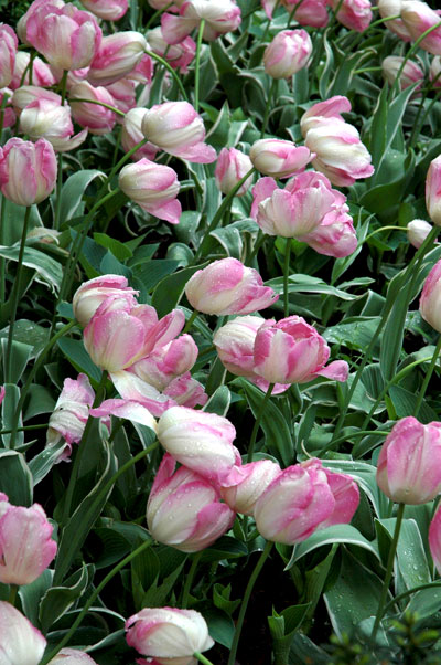 pink_tulips_Park_Avenue.jpg