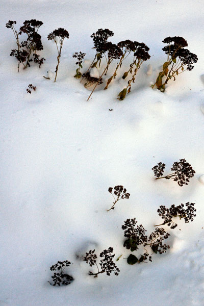 plants_in_snow.jpg