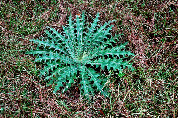 thistle_in_grass.jpg