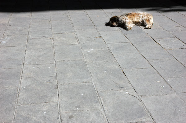 Barceloneta_sleeping-_dog.jpg