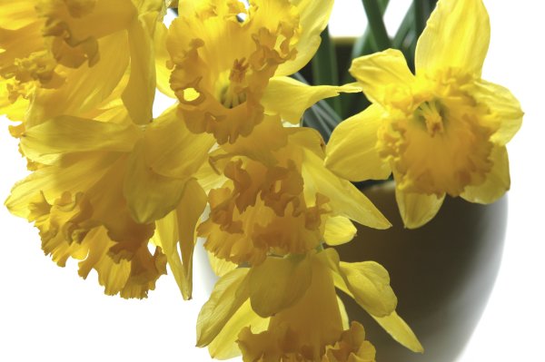 DaffodilsValentine.jpg