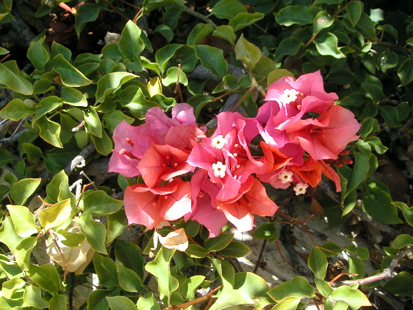 GettyBougainvillea.JPG