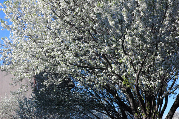Wburg_blossoming_tree.jpg