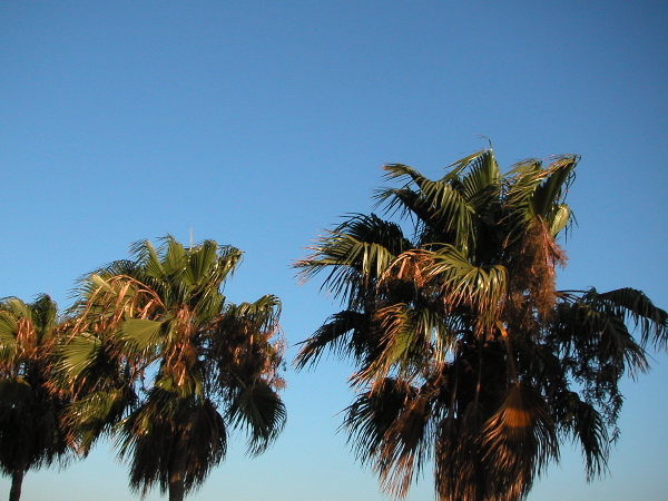 palmtrees.JPG