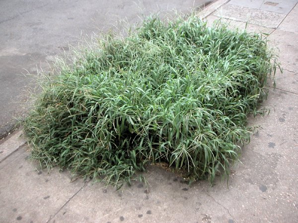 sidewalkgrass.jpg
