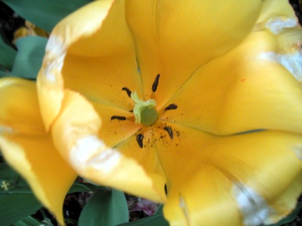 tulipyellow.jpg